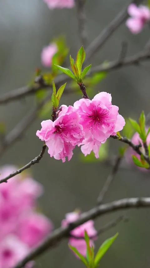 Dynamic Rack Focus onto Blooming Pink Peach Blossom Stock Footage 331419341