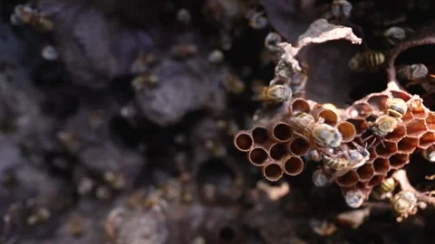 Dynamic Right-Side Melipona Bee Flurry on Honeycomb – 4 K Macro Footage Stock Footage 310950287