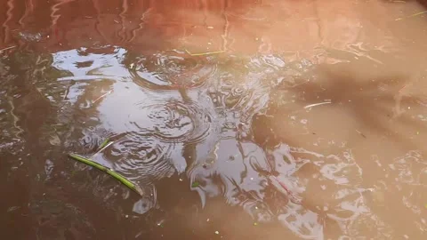 Dynamic Ripples on Murky Pond Water Surface, Active Agitation and Flowing T.. Vídeo Stock 337952495