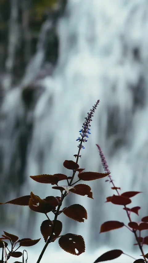 Dynamic River Plunge Accompanied By Blooming Plants And Gentle Mist Видео 331098979