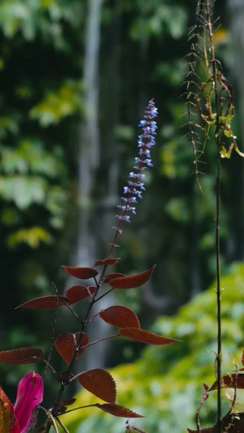 Dynamic River Plunge Accompanied By Blooming Plants And Gentle Mist Видео 331099016