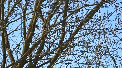 Dynamic Rooftop View – Smooth Zoom In &amp; Out on Trees &amp; Chimneys (Daytime) Stock Footage 304267394