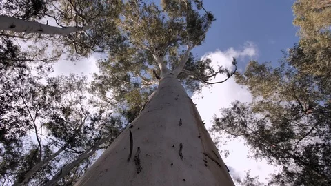 Dynamic, rotating, cinematic view on the top branches of eucalyptus trees Stock-Footage 125959370