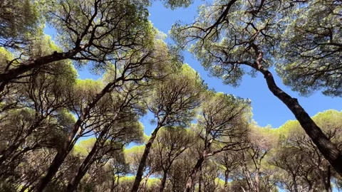 Dynamic rotating shot of forest canopy under blue sky vertigo-inducing effect 스톡 동영상 345233900