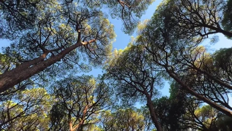 Dynamic rotating shot of forest canopy under blue sky vertigo inducing effect 스톡 동영상 345234087