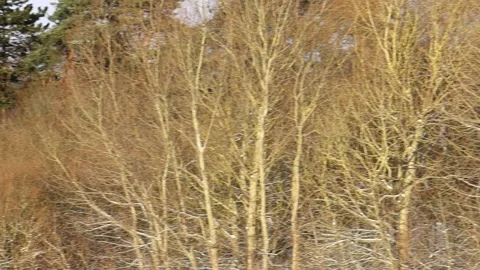 Dynamic rotating view of winter countryside with farm Stock Footage 325893028