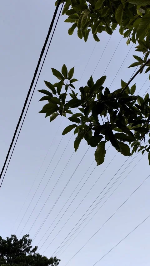 A dynamic rotation shot capturing the sky at dusk, featuring silhouetted tree Stockbeeldmateriaal 278957903