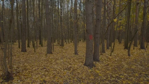 Dynamic run through the autumn forest Stock Footage 118020538