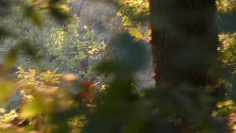 Dynamic scene in an autumn forest Stock Footage 289476189