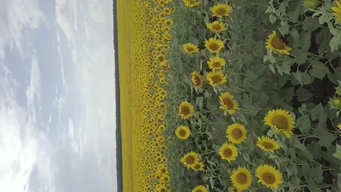 A dynamic scene with a large field of sunflowers.(Vertical video). Stock Footage 148656110