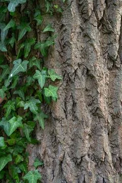 Dynamic scene showcasing resilient nature reclaiming space with textured fo.. Stock Photos