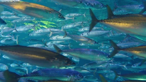 Dynamic School of Fish in Blue Water 스톡 동영상 329750898
