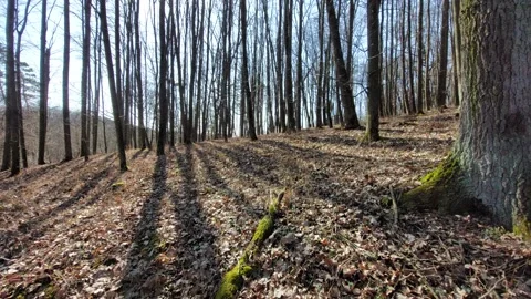 Dynamic shadows of trees on the forest floor covered with dry leaves on a sunny Stock Footage 333642841
