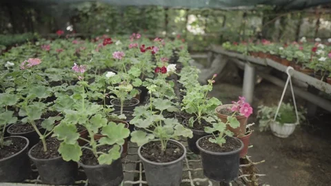 Dynamic shooting between shelves in a flower greenhouse. A variety of indoor pla Stock Footage 125612465