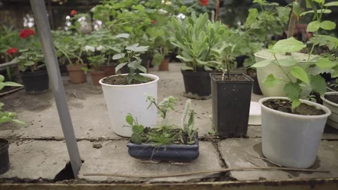 Dynamic shooting between shelves in a flower greenhouse. A variety of indoor pla Stock Footage 125612474
