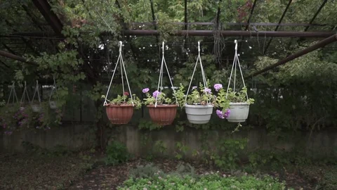 Dynamic shooting of indoor flowers in pots hanging on hooks in a greenhouse Stock Footage 125612698