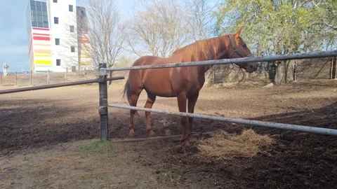 Dynamic shot of brown horse standing and eating in sunny paddock Stock Footage 322019745