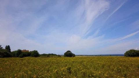 Dynamic shot of colourful rapeseed field Stock Footage 87691628