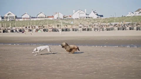 Dynamic shot of dogs running on the ocean beach on a sunny day Video stock 197045744