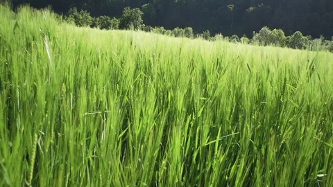 Dynamic shot of green wheat field in front forest-covered hills Vídeo Stock 85069139