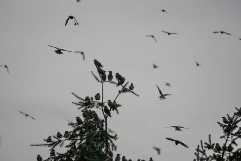 Dynamic shot of a large bird flock, likely starlings. Stock Photos