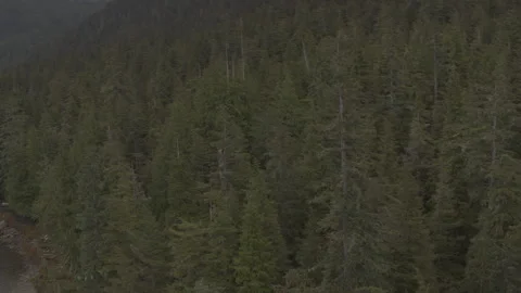 Dynamic shot Pine Trees lakeside in Alaska Drone Stock Footage 255318772