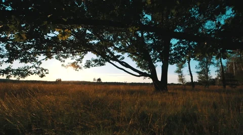 Dynamic shot of sunset trough leaves of old oak with heath Stock Footage 58935018