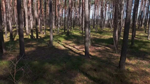 Dynamic shot through coniferous forest with sunlight shadows and visible sk.. Video stock 333746995