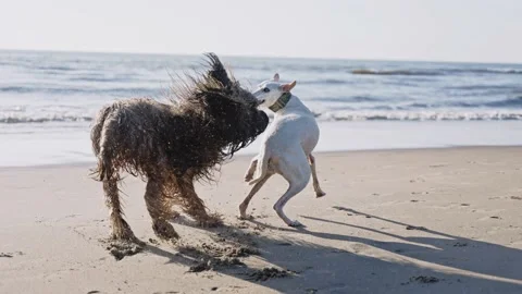 Dynamic shot of two dogs running on the ocean beach on a sunny day Stock Footage 197045872