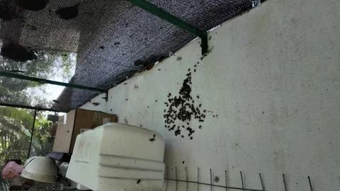 Dynamic Shot of Worker Bees Flying Around an Apiary Stock Footage 344028545