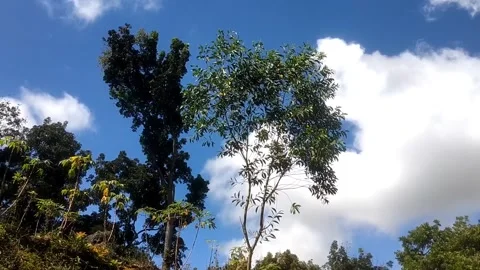 Dynamic Sky Over Majestic Trees 库存影片 335825707