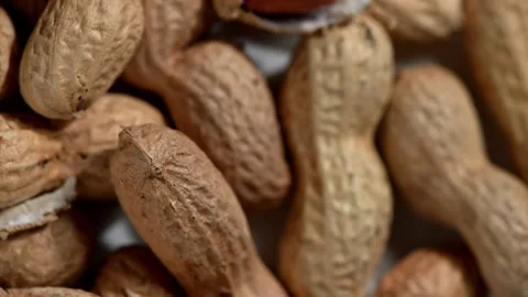 Dynamic Spin of a Single Peanut Pod Against Dark Background Stock Footage 328426575