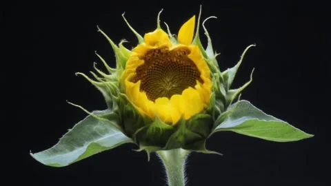 Dynamic Sunflower Opening to Full Bloom Slight Angle Time-lapse Video stock 312816277