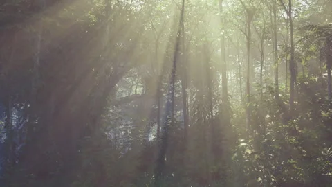 Dynamic sunlight piercing tropical foliage creating vivid adventure scenes Stock Footage 341830046