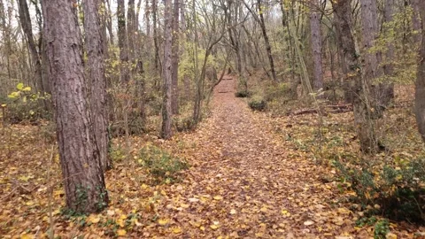 Dynamic sweeping motion through autumn forest trees with vibrant seasonal colors Stock Footage 321650955