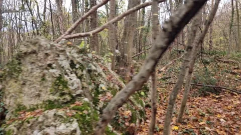 Dynamic sweeping motion through autumn forest trees with vibrant seasonal colors Stock Footage 321650981