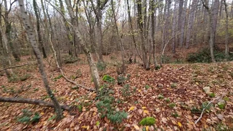 Dynamic sweeping motion through autumn forest trees with vibrant seasonal colors Stock Footage 321650989