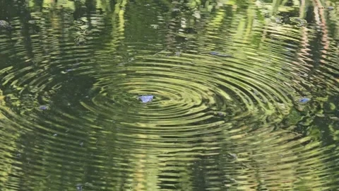 Dynamic texture of a pond's surface with an insect at the center, creating .. Stock Footage 314905979