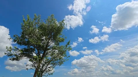 Dynamic Time Lapse Clouds with Tree Perspective Stock Footage 335614309