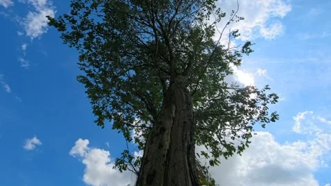 Dynamic Time Lapse Clouds with Tree Perspective Stock Footage 335614313