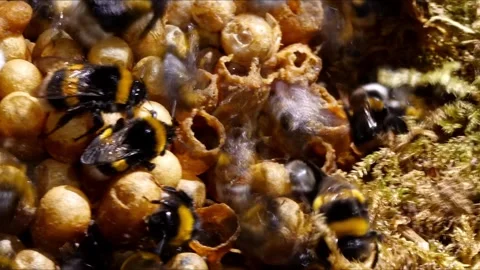 Dynamic Time-Lapse Inside Bumblebee Nest – 4K Cinematic (Bombus terrestris) 動画素材 320671758