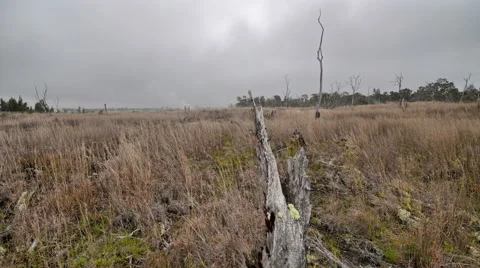 Dynamic Time Lapse, Kilauea Volcano Steam Vents Grasslands, near Hilo Hawaii Vidéo 50560935