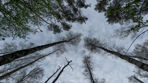 Dynamic Timelapse of Fast-Moving Clouds Over Tree Line 4K Stock Footage 315607332