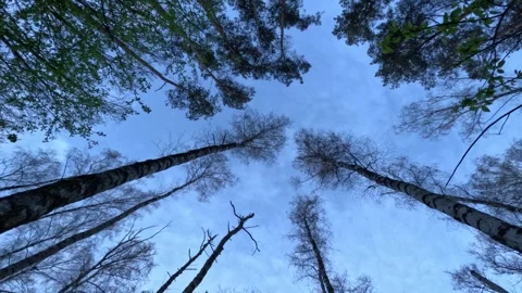 Dynamic Timelapse of Fast-Moving Clouds Over Tree Line Stock Footage 315608975