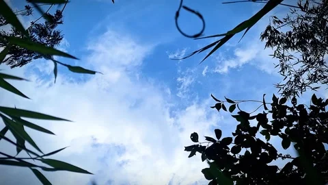 Dynamic timelapse featuring fast-moving clouds and foliage Video stock 321185388