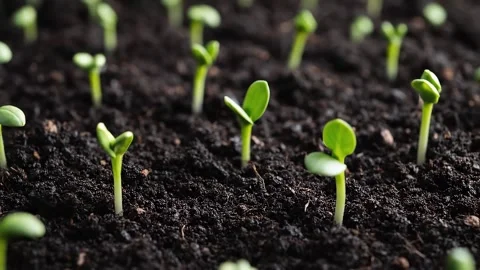 Dynamic Timelapse of Plants Sprouting from Soil Stock Footage 314805464