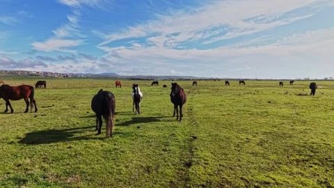 Dynamic Top-Down Shot of Four Horses on Grass Stock-Footage 338221523
