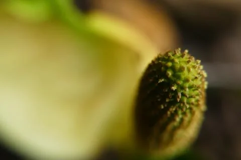 Dynamic top view of Skunk Cabbage Stamen Stock Photos