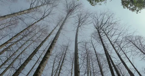 Dynamic towering birch trees pointing to the blue sky Stock-Footage 243732756