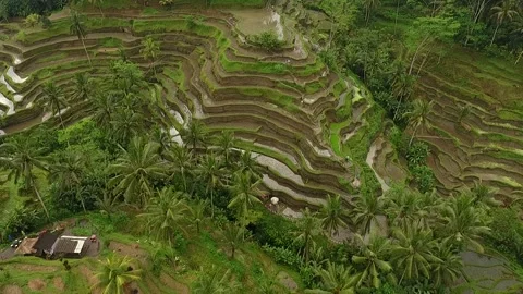 Dynamic Track Swing Away Drone Shot Over Tegalalang Rice Terraces, Ubud, Bali Stockbeeldmateriaal 345695343